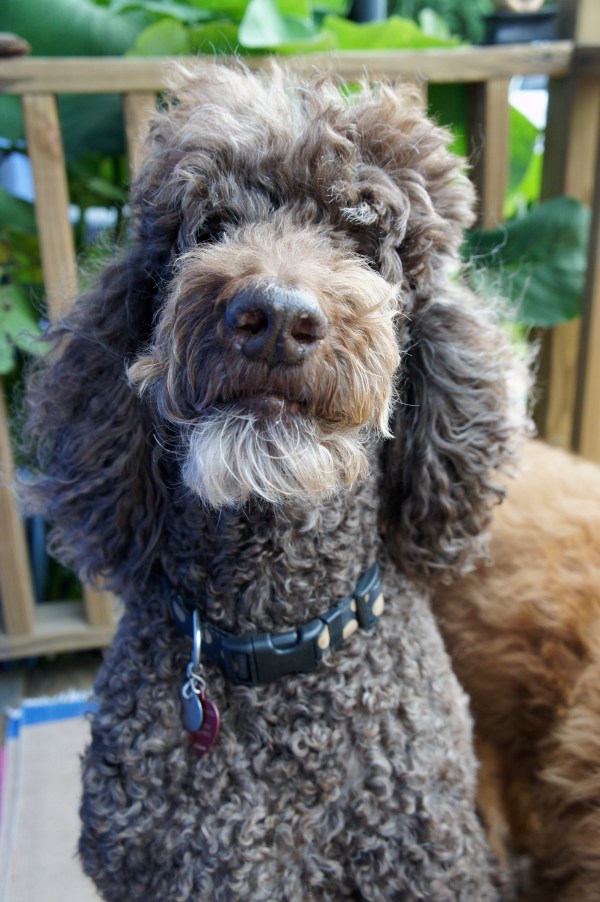 the most amazing coat. later in life he wore a beard.
